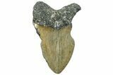 Bargain, Fossil Megalodon Tooth - Huge, NC Meg #309513-1